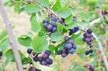 Serviceberry Plant Live for Planting, Serviceberry Bush Shrub 6 to 12 Inc Tall, Edible Berry Fruits Ready to Grow Your Garden