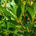 Bay Leaf Tree Live Plant 1 Feet Tall in 4" Pot, Bay Leaf Plant Live, Potted Bay Laurel Tree Laurus Nobilis, Sweet Bay Leaves Planting Indoor Outdoor