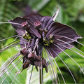 2 Black Bat Flower Tacca Chantrieri Plants Live for Growing, in 2 Inch Pot, Black Orchid Bat Flowers Ready to Grow
