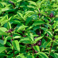 Thai Basil Plant in 4 Inch Pot - 4-6 Inch Tall Herb Plants