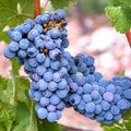 Concord Grape Vine, 1-2 Year Old, Live Grape Fruit Plant Live, Cold Hardy Grape Tree