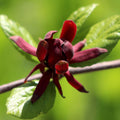 Sweet Shrub Bush Plant, 6 to 12 Inch Tall Starter Plant in Quart Pot