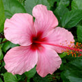 Hardy Hibiscus Plants Live Well-Rooted, Pink Flowers Hibiscus Tree Live Plant for Outdoor Full Sun Spring Planting, 5-9" in Tall, Perennial Growing