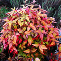 3 Dwarf Nandina Shrub for Planting, Nandina Live Plants, Nandina Trees Live Plants, in 2.5" Pots