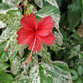 2 Variegated Red Hibiscus Plants, 3-5 Inch Tall Starter Plants - Live Hibiscus Flower Plants for Outdoor Garden, Patio, and Container Growing