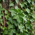 Green English Ivy Live Plant, Ivy Plant Live, 4 Inc Pot, 4-7 Inc Tall, Easy Care Trailing Indoor Houseplant for Hanging Baskets, Container Gardens