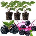 03 BlackBerry Bushes Plants Live, 4-6" in for Spring Planting, Outdoor Growing, High-yielding Blackberries Trees, (Triple Crown Thornless BlackBerry)
