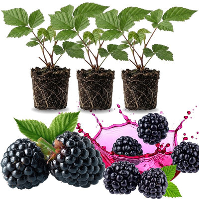 03 BlackBerry Bushes Plants Live, 4-6" in for Spring Planting, Outdoor Growing, High-yielding Blackberries Trees, (Triple Crown Thornless BlackBerry)