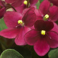 Red African Violet Plant Live, Red Violet Flower, 3-5 Inches Tall