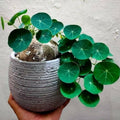 Medium Stephania Cephalantha Live Caudex Plant, Rare Succulent Houseplant for Indoor Decor, Root 2.5-3.5 Inch Wide, Very Hardy