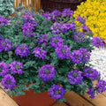 Pack 3 Purple Verbena Plants Live Perennial Ground Cover, No Pot, 5-9" in Tall, Can Grow As Trailing Bushes, Spring Flowers