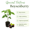 Set 2 Boysenberry Plants, Thornless Boysenberry Plants Live for Planting, 4-6 Inc Tall, Indoor Outdoor Growing