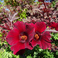 2 Live Cranberry Hibiscus Plants, 4 Inc to 6 Inc Tall, Tropical Plant Live Well Rooted, Hibiscus Live Plants, Hibiscus Plant Live