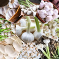 1 Lb Garlic Bulbs for Planting, Hardneck Garlic for Garden or Raised Beds, High-Yield Fresh Hardy Garlic Cloves