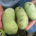 2 Pawpaw Trees Live Plants, Home Garden Fruit Tree, 4-6 Inch Tall