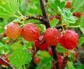 Gooseberry Plant Live for Planting, Gooseberry Tree Edible Berries Starter Plant, Gooseberry Fruits Shrub 5-9 Inc Tall