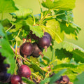Gooseberry Currant Bush Live Plant, Sweet Gooseberry Plant Live for Planting, Edible Berries 5-9 Inch Tall