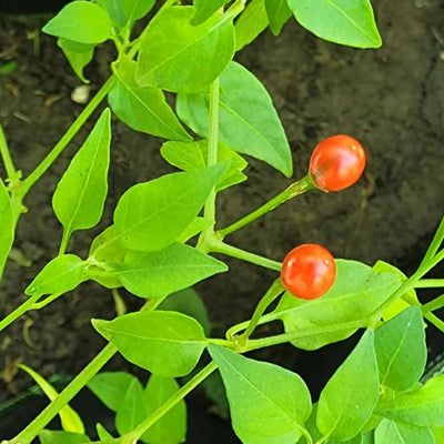 Chiltepin Pepper Plant Live, Chiltepin Pepper Plants, Chili Live Plant, 4-7 Inches Tall, 4 Inch Pot for Growing