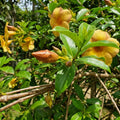Set 2 Brown Bud Allamanda Plants Live, 4-6 Inc Tall, Tropical Flowering Shrub, Yellow Blooms, Allamanda Plant for Patio, Trellis or Outdoor Garden