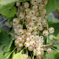 Golden Currant Live Fruit Plant, 6-12" Tall Starter Shrub for Garden, Patio, and Outdoor Spring Growing