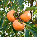 Persimmon Tree Seedling, 1-2 Ft Tall