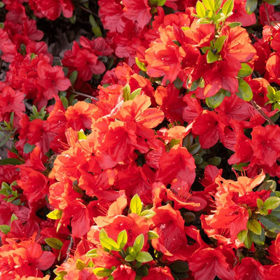 Red Azalea Plant Live, 7 Months Old Rhododendron Like, Azalea Rhododendron Tree Flowers Plants Live Bush in Pot