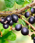 1 Black Velvet Gooseberry Plant Live, Black Gooseberry Bush Live Plant for Planting Your Garden, Gooseberry Shrub Starter Plant 5-9 Inc Tall