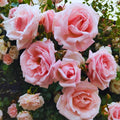 Climbing Roses Live Plant, Climbing Rose Plant Live, 5 to 7'' Tall, Fragrant Flower Bush Plants for Gardening (Pink New Dawn)