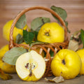Quince Tree Live Plant, Cold Hardy Edible Fruit Tree, 2-3 Ft Tall