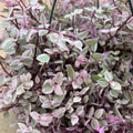 Pink Callisia Repens Succulent Plant, Callisia Repens Plant, Pink Turtle Vine House Plant Indoors Live in 4 Inch Pot