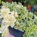 Variegated Baby Sun Rose, Pink Ice Plant 2 Inch Pot, Rare Succulent for Planting Indoor Outdoor