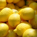 Live Yellow Lemon Tree, 3-5" Tall, Well Rooted for Planting