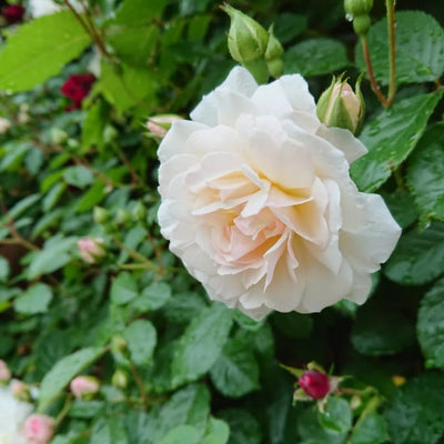 Creamy White Rose Bushes Ready to Plant, Climbing Roses Live Plants Fragrant, 6-8 Inc Tall in Pot, Year-Round Blooming, Can Grow as Bush or Climber