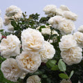 Creamy White Rose Bushes Ready to Plant, Climbing Roses Live Plants Fragrant, 6-8 Inc Tall in Pot, Year-Round Blooming, Can Grow as Bush or Climber