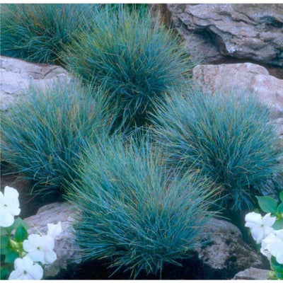 2 Ornamental Grasses Live Plant Perennial in 1 Pot, 6-8 Inches Tall, Blue Fescue Ornamental Grass Live Plants, Blue Fescue Plant, Miscanthus Grass Plant