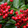 Red Chokeberry Plant Live, 9 Months Old Aronia Plants Shrub Bush, 6 to 12 Inc Plant