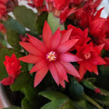 Easter Cactus Plant in 4'' Pot, Spring Blooming Succulent, Holiday Cactus, Indoor Flowering Houseplant (Red Blooms)