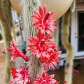 Trailing Monkey Tail Cactus Live Plant, 10-15 Inch Bare Root, Rare Succulent Plant for Indoor Growing, Pots and Hanging Planters