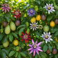 2 Abundant Bloom Mix Random Single Color Passion Flower Plants Live, Passiflora Live Plant for Trailing, Climbing Trellis Outdoor, 5-9" in Tall, Perennial, Fragrant
