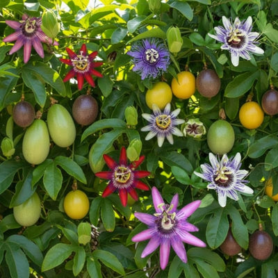 2 Abundant Bloom Mix Random Single Color Passion Flower Plants Live, Passiflora Live Plant for Trailing, Climbing Trellis Outdoor, 5-9" in Tall, Perennial, Fragrant