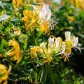 Yellow White Honeysuckle Bush Climbing, Honeysuckle Plant Live Vine, Fragrant Lonicera Perennial Bushes Shrubs Potted
