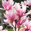 Magnolia Tree Live Plant, Magnolia Flowers Bush, 6-12 Inches Tall, in Pot, Fragrant Magnolia Shrub Ready to Grow (Jane Magnolia)