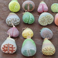 30 Rare Lithops Succulents Plants Live, Multicolor Lithops Live Plants Living Stone for Indoor Gardens