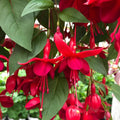 Pack 2 Fuchsia Plants Live, Vibrant Fuchsias Hanging Flowering Plant 3-5 Inches, Gardens, Patios, and Indoor Growing (Red Flowers)