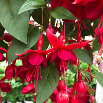 Pack 2 Fuchsia Plants Live, Vibrant Fuchsias Hanging Flowering Plant 3-5 Inches, Gardens, Patios, and Indoor Growing (Red Flowers)