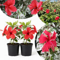 Hardy Hibiscus Plants Live Well-Rooted, Snow Flowers Hibiscus Tree Live Plant for Outdoor Full Sun Spring Planting, 5-9" in Tall, Perennial Growing
