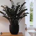 2 Black ZZ Plant, ZZ Tree Live Plant, House Plant Live for Gardening Indoors Outdoors, 4 to 6 Inc Tall