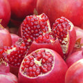 1 Year Old Pomegranate Tree Live Plant, Sweet Red Pomegranate Starter Size Seedling in 4" Pot, for Indoor Outdoor Spring Growing