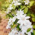 Clematis Vine Plants Live in Pot, 8 Months Old Seedlings Climbing Flowering, Outdoor Trellis Fences, Cold Hardy (White Clematis)