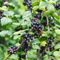 Consort Currant Plant Live Well Rooted 5-9 Inch Tall, Black Currant Bush Live Plant, Currant Berries